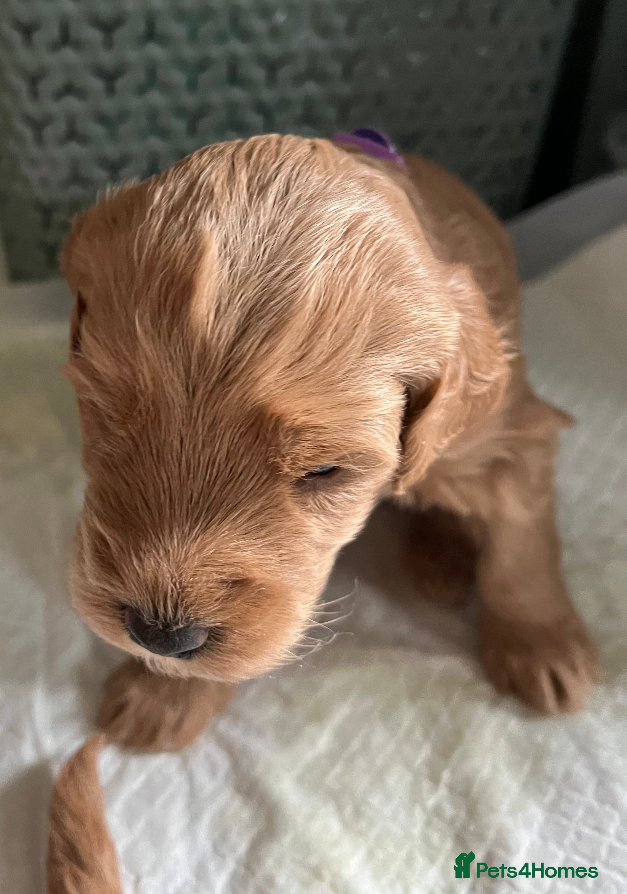 Labradoodle dogs 🥰 Cute Miniature labradoodle Pups 💖💕 - Advert 7