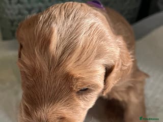 Labradoodle dogs 🥰 Cute Miniature labradoodle Pups 💖💕 - Advert 7