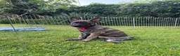Belgian Shepherd Dog dogs for sale: Dutch Shepherd Puppies - Advert 6