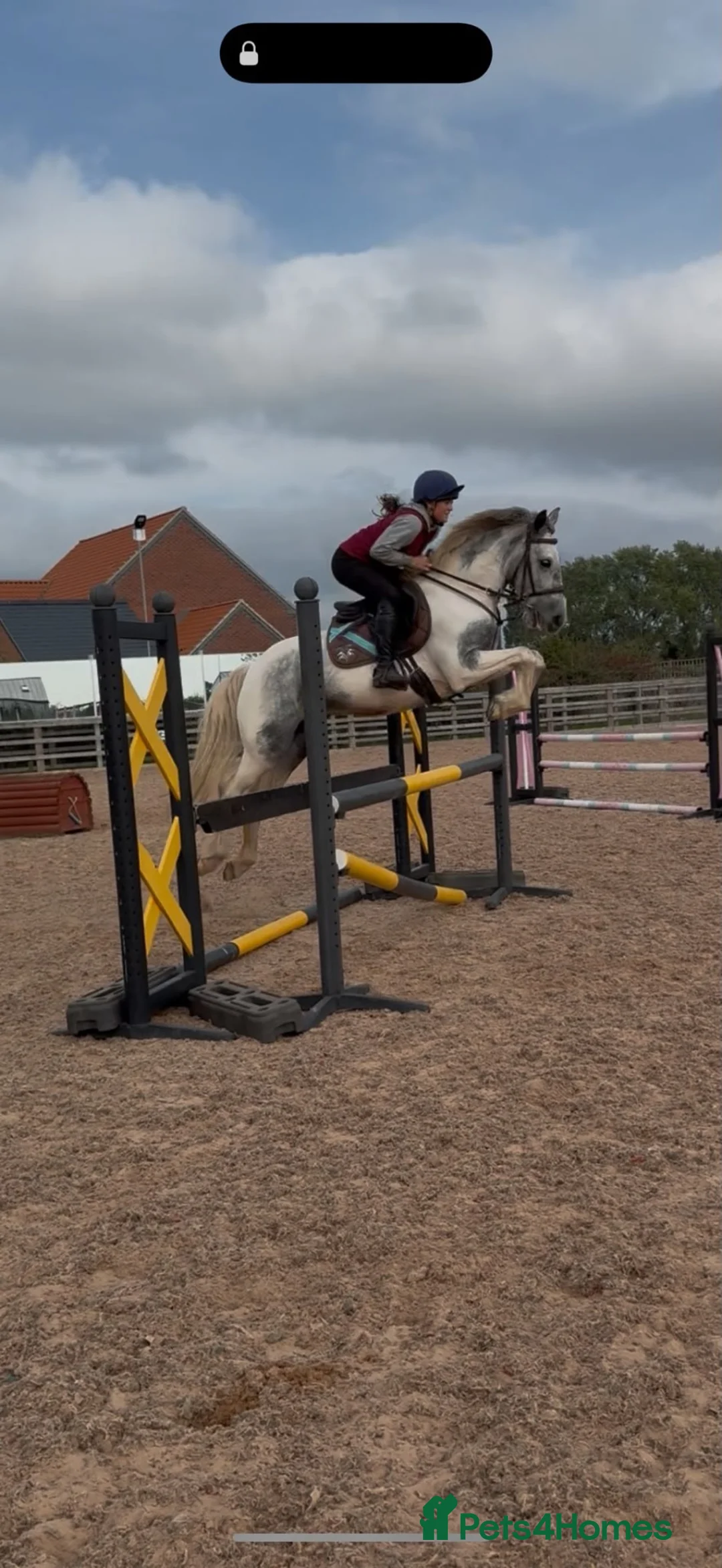 Irish Sports horses for sale: 🥤 Pepsi 🥤 - Advert 2