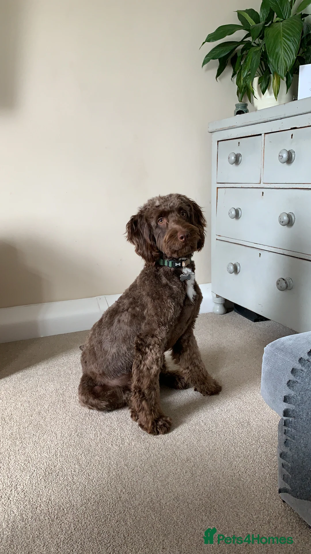 Sproodle dogs for sale: Dexter - Advert 2