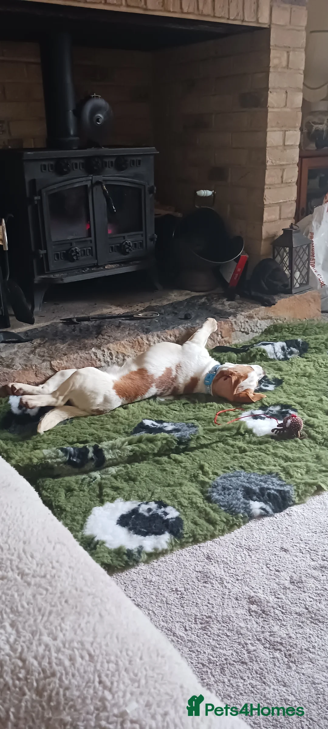 Beagle dogs for sale: Beagle boy - Advert 4