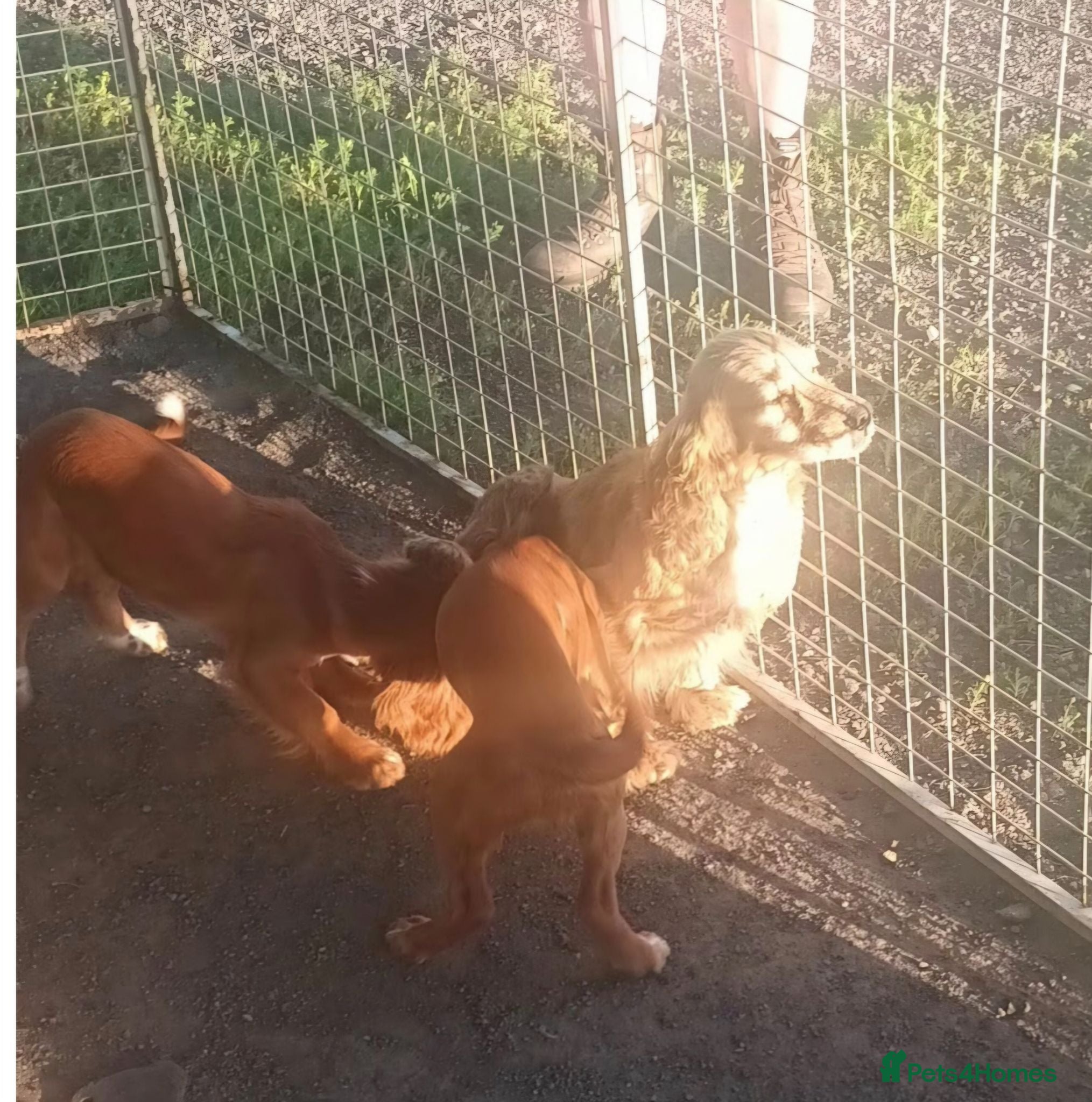 Cocker Spaniel dogs Cocker Spaniel pups - Advert 5