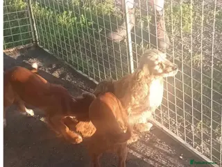 Cocker Spaniel dogs Cocker Spaniel pups - Advert 16