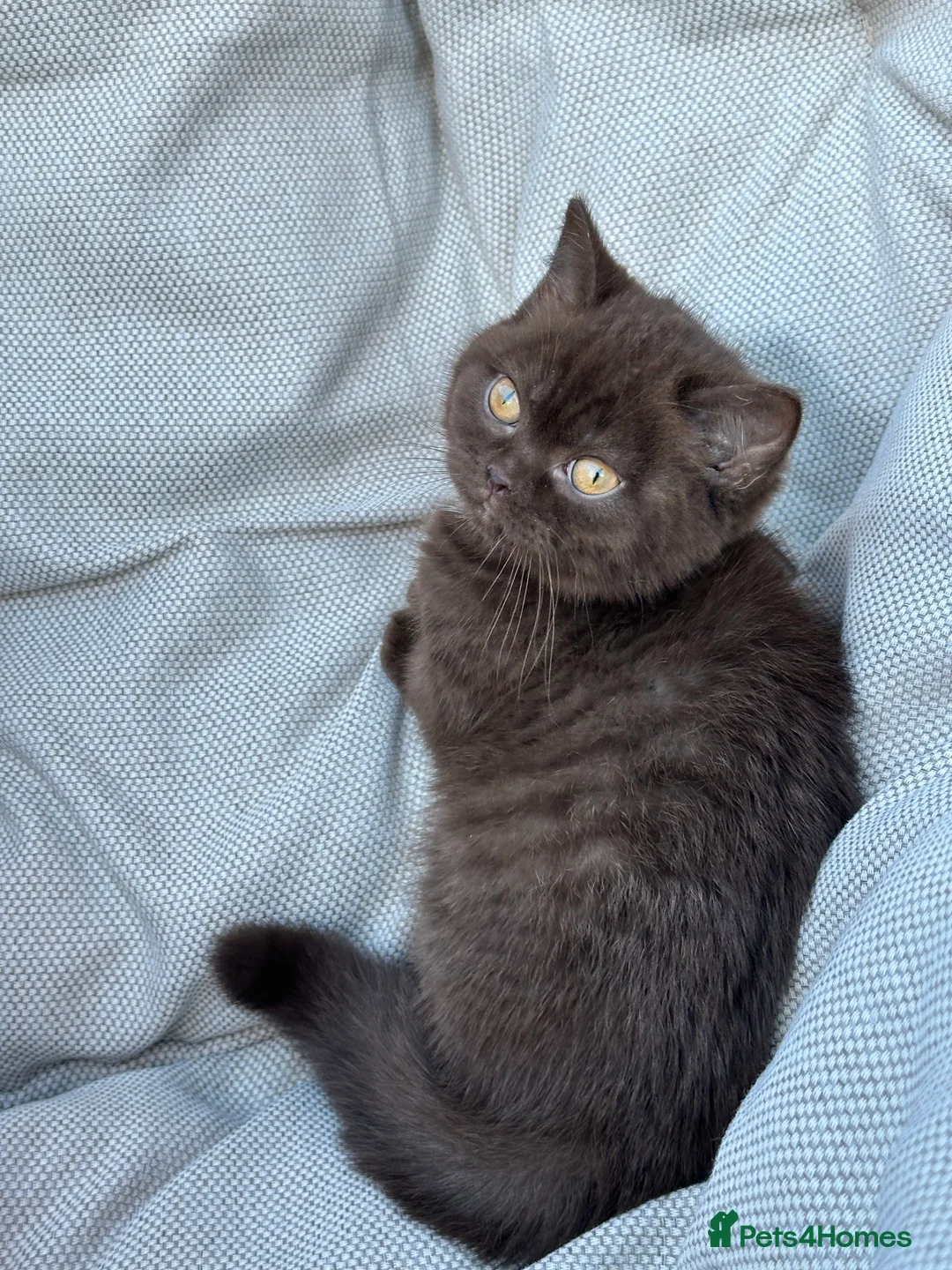 British Shorthair cats for sale: British Shorthair Chunky Chocolate Kittens🐻 - Advert 19