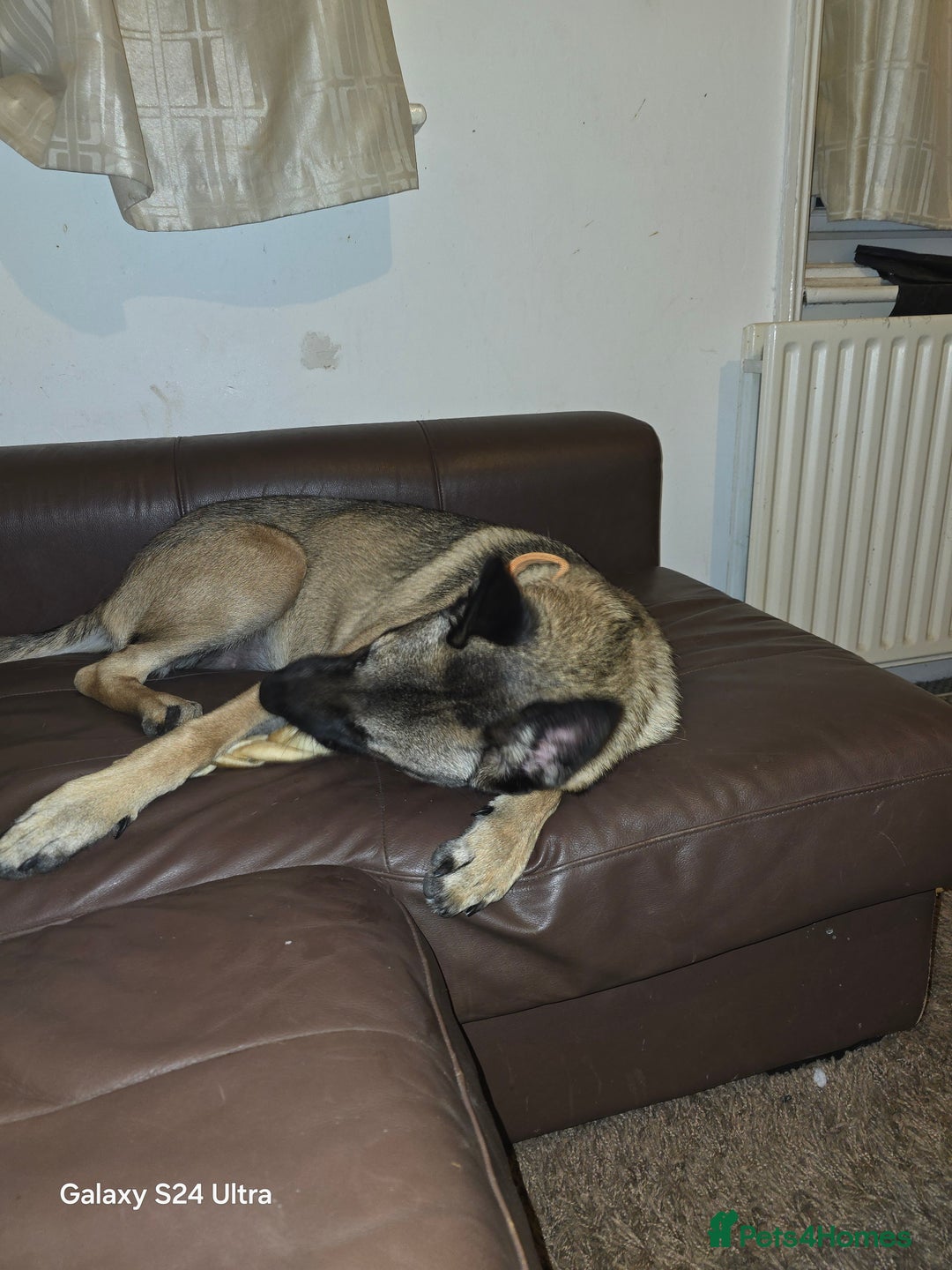 Belgian Shepherd Dog dogs for sale: 10 month old Belgian shepherd for sale - Advert 2