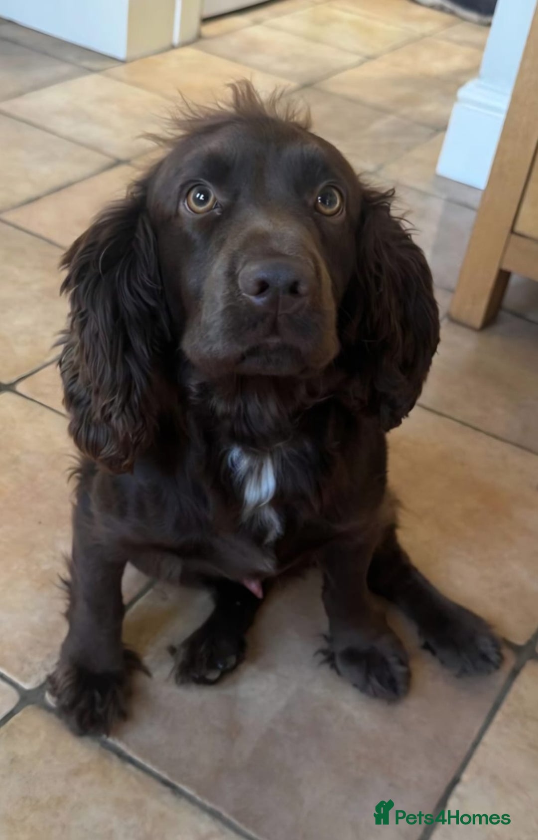 Cocker Spaniel dogs for sale: 🤎 Beautiful chocolate KC working cocker puppies🤎 - Advert 4