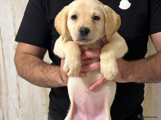 Labrador Retriever dogs - Advert 3