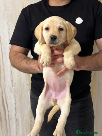 Labrador Retriever dogs - Advert 5