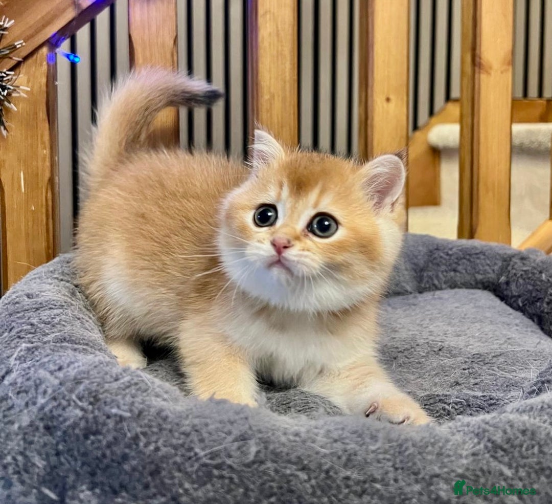 British Shorthair cats for sale: Fully pedigree kittens - Advert 18