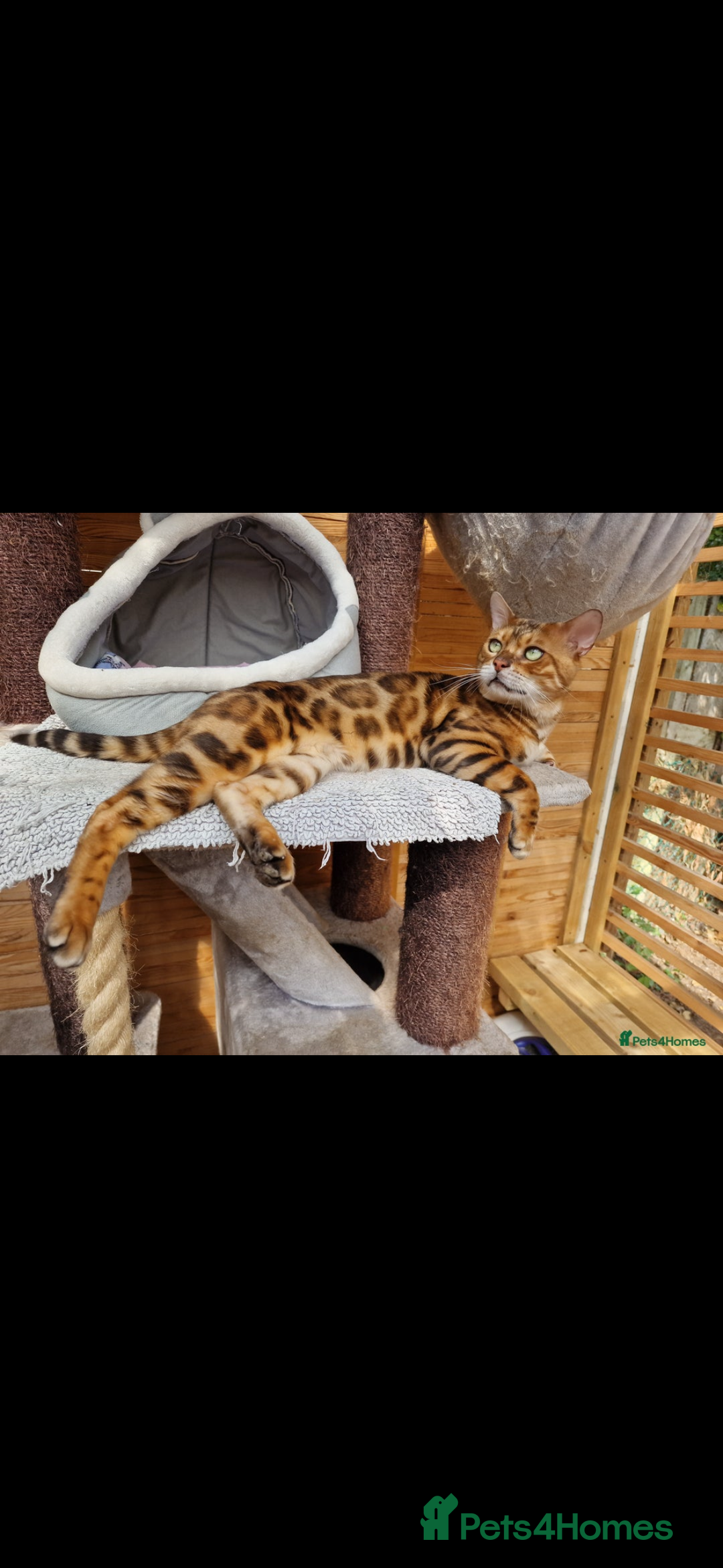 Bengal cats for sale: TICA registered bengal kittens available! - Advert 40