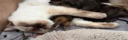 Mixed Breed cats for sale: Healthy Fluffy Black Tortie Ragdoll Cross Kittens  - Advert 9