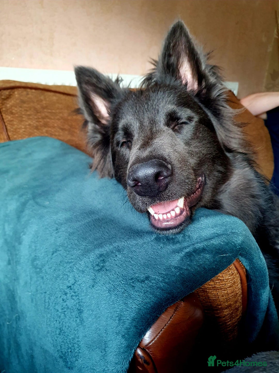 German Shepherd dogs for sale: 10 Healthy Beautiful German shepherds - Image 6