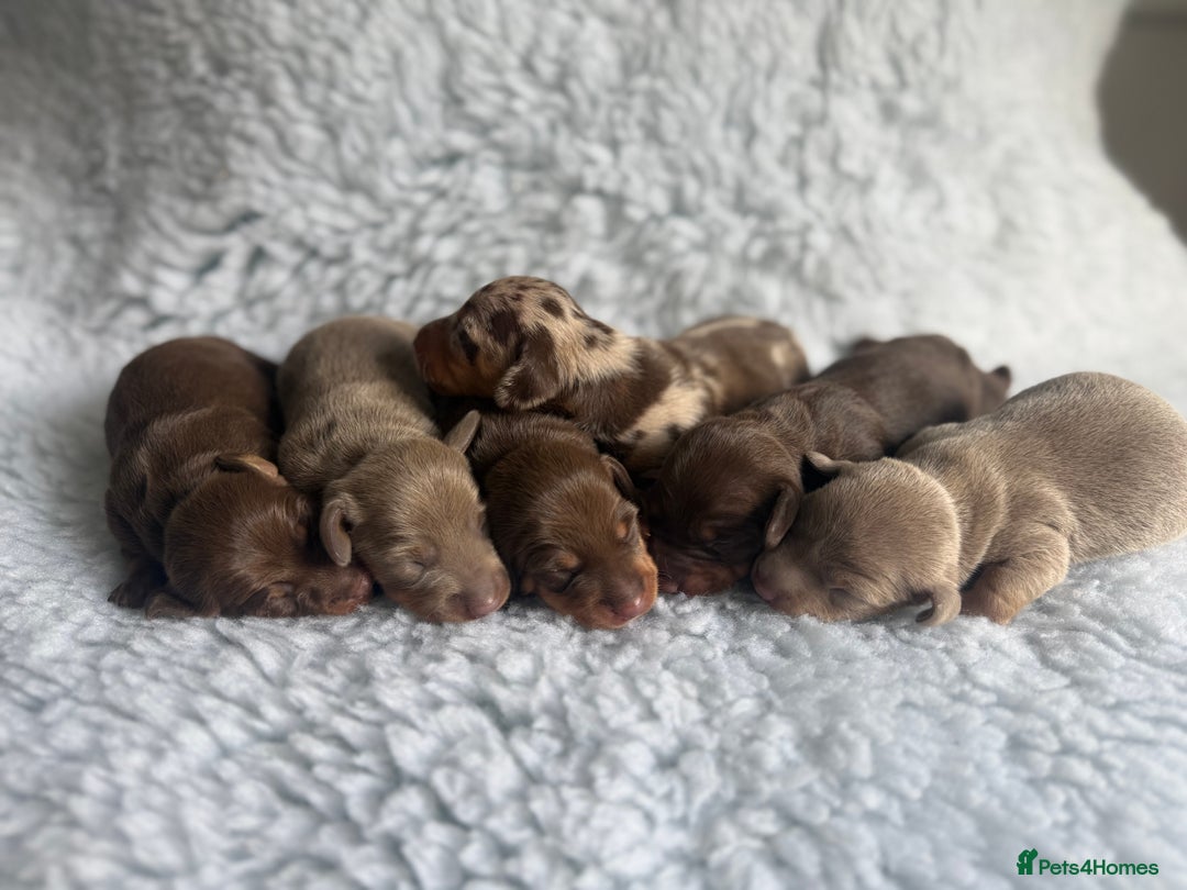 Miniature Dachshund dogs for sale: Kennel Club Miniature Dachshunds - Image 1