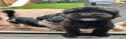 Shihpoo dogs for sale: 4 year old Shihpoo for sale  - Advert 11