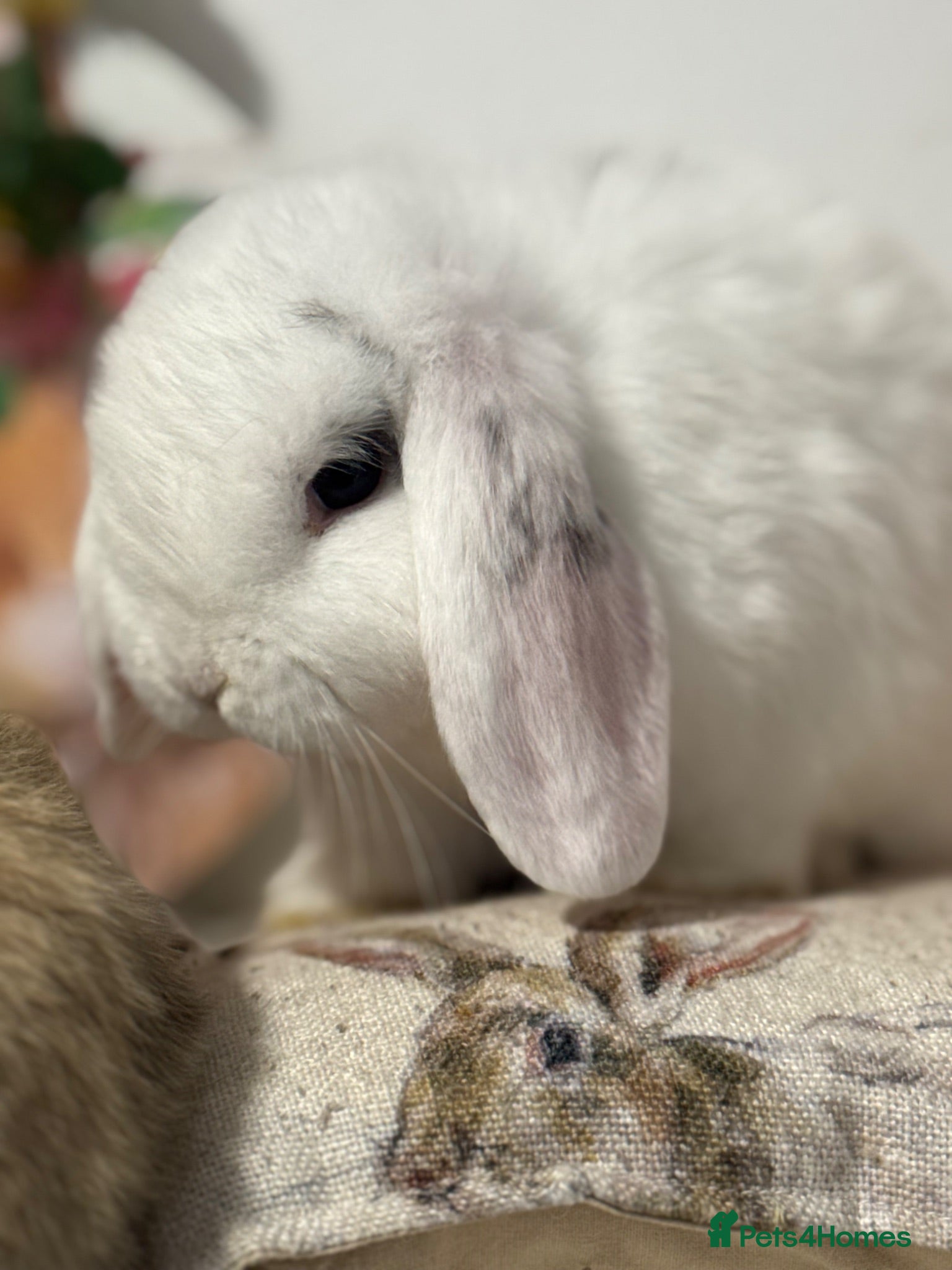 Mini Lop rabbits Gorgeous, friendly baby mini lops *vaccinated* - Advert 2
