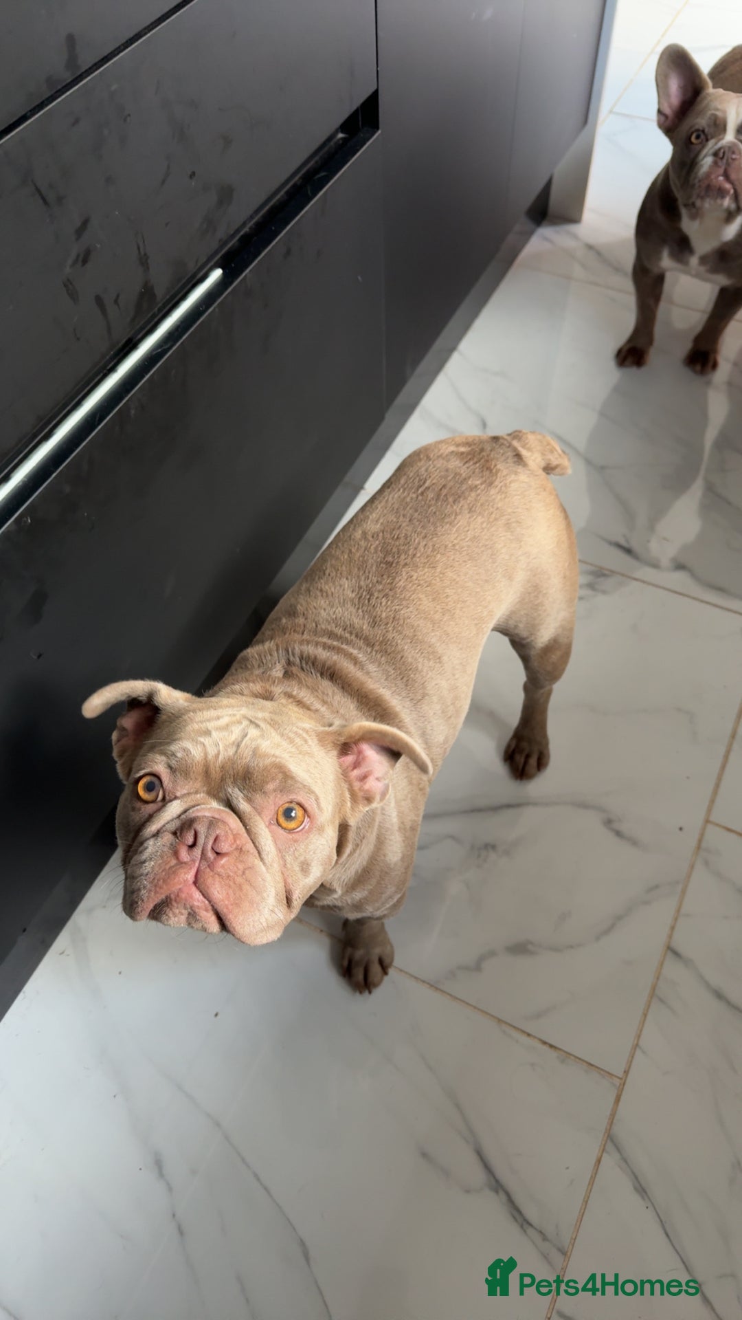 French Bulldog dogs for sale: Full Isabella loving French bulldog - Image 2