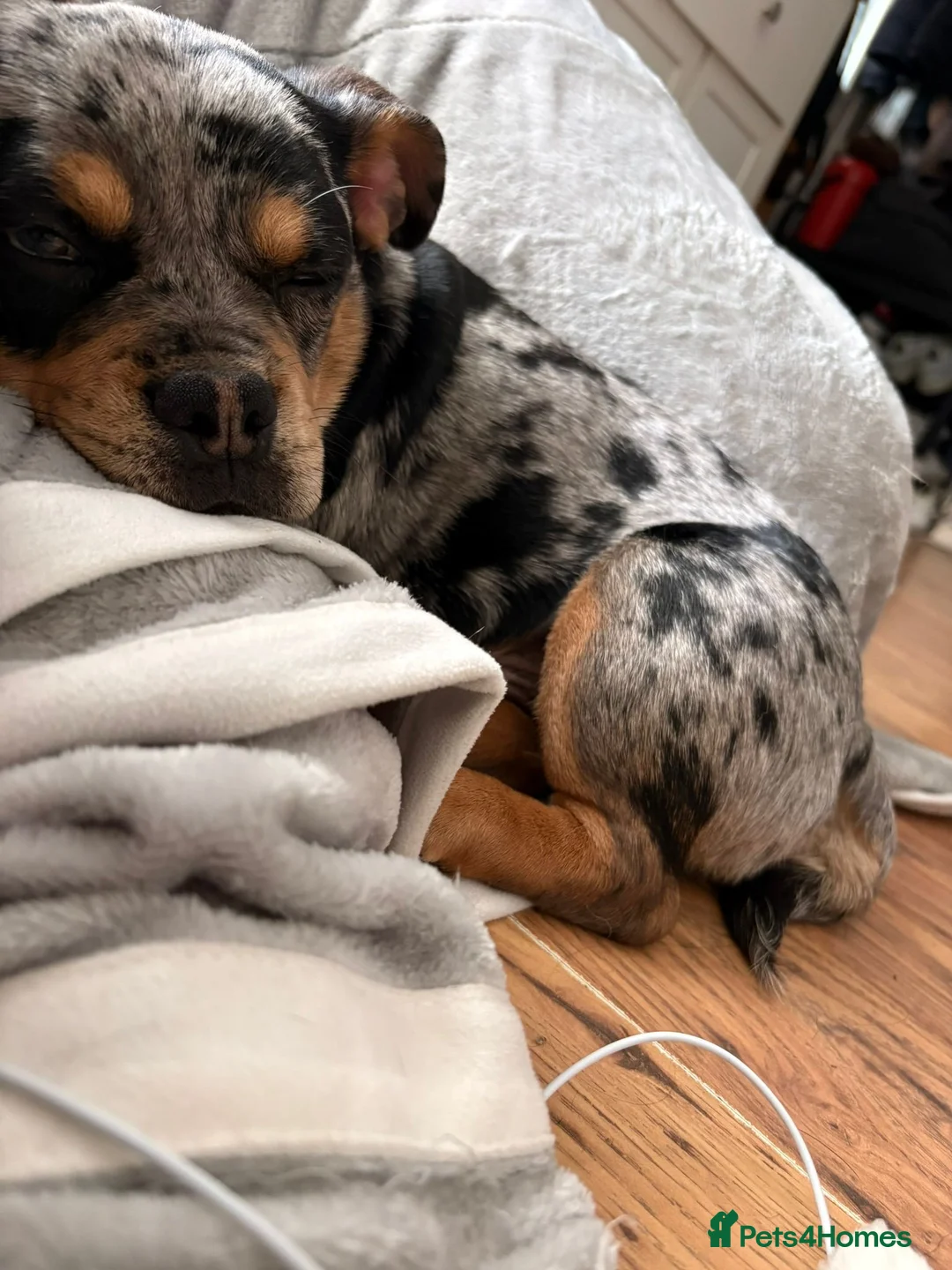 Mixed Breed dogs for sale: French bulldog x chihuahua and English bulldog  in Crawley - Advert 1