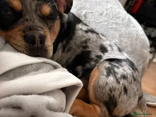 Mixed Breed dogs French bulldog x chihuahua and English bulldog - Advert 1