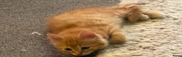 Mixed Breed cats for sale: Available Now - 2 Ginger & 1 Black Kitten - Advert 23