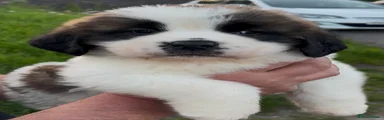 Saint Bernard Puppy 3
