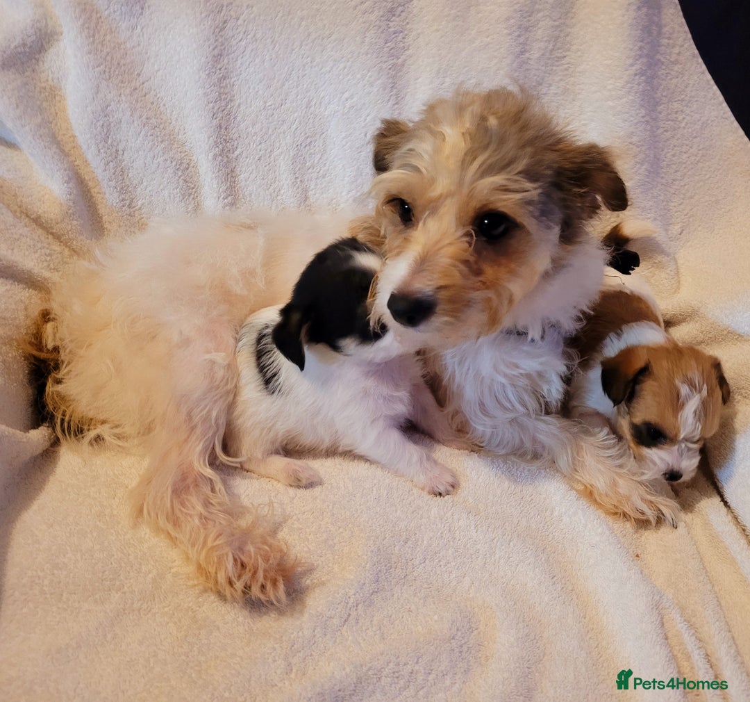 Mixed Breed dogs for sale: Adorable Jack Russell  mix  - Advert 8