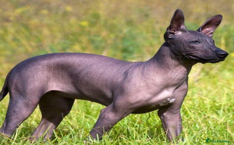 Alapaha Blue Blood Bulldog dogs - Advert 1