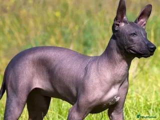 Alapaha Blue Blood Bulldog dogs Porttitor leo vendor dolor vendor - Advert 3