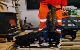 Mixed Breed dogs for sale: Dutch shepherd X pointer puppies  - Advert 17