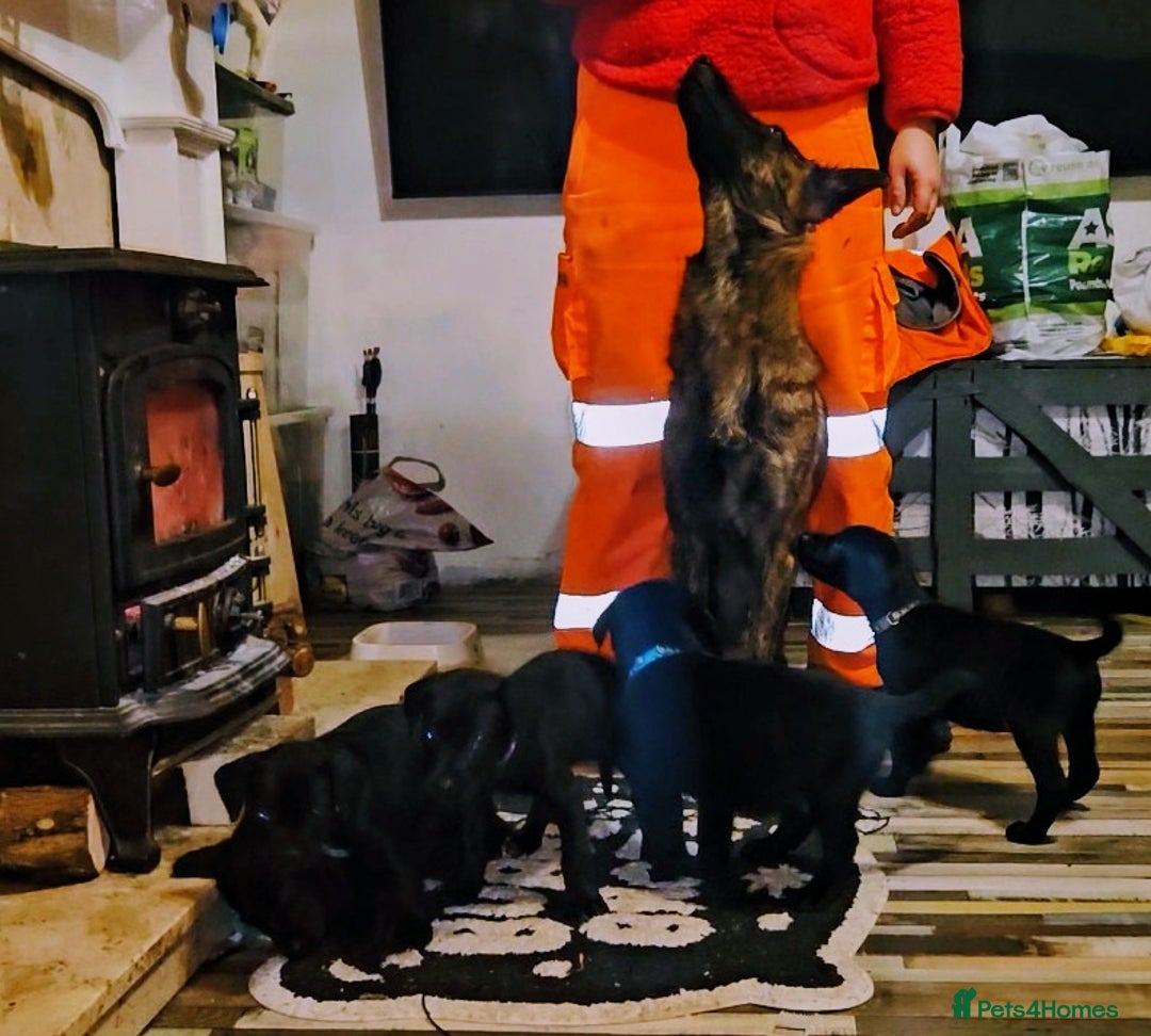 Mixed Breed dogs for sale: Dutch shepherd X pointer puppies  - Advert 17