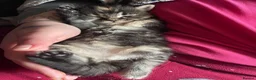 Maine Coon cats for sale: 3 absolutely gorgeous Maine coon X kittens - Advert 23
