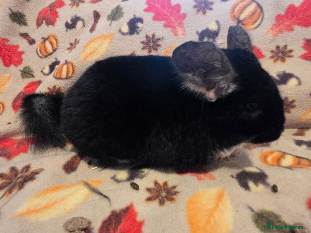 Chinchilla rodents for sale: Captain Jack Sparrow  - Image 15