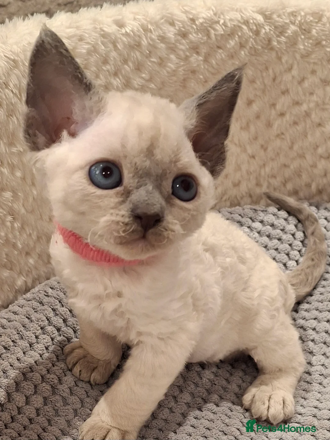 Devon Rex cats for sale: 🌸 Devon Rex with blue eyes FIFE registered  🌸 - Advert 21