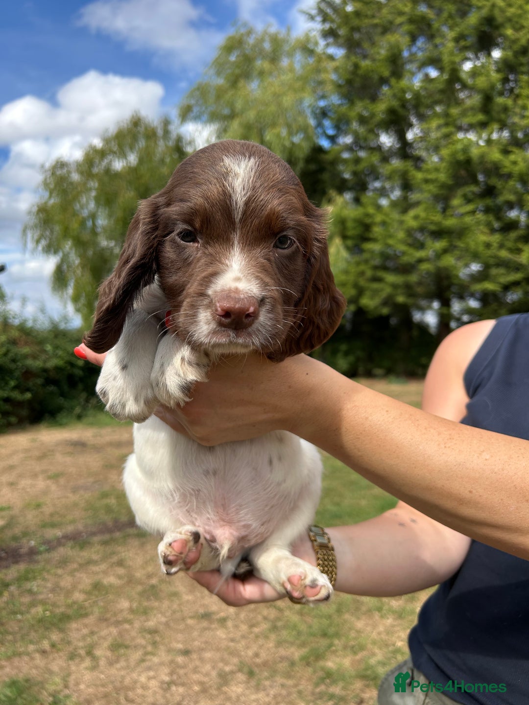 English Springer Spaniel dogs for sale: KC Working Springer Spaniel Puppies - Image 8