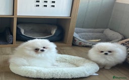 Pomeranian dogs for sale: Quality Pom puppies from Five Star Breeder  - Image 4