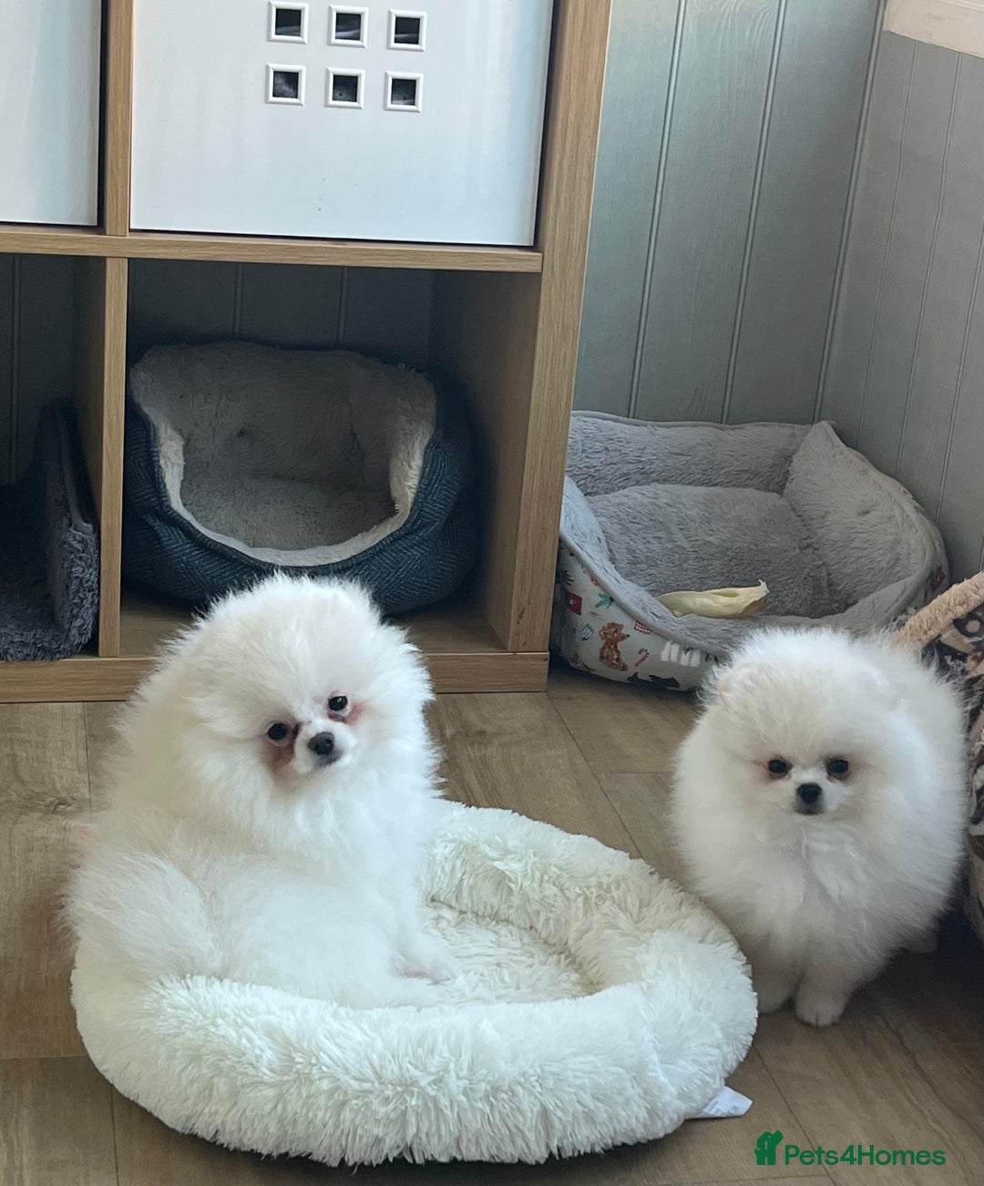 Pomeranian dogs for sale: Quality Pom puppies from Five Star Breeder  - Image 4