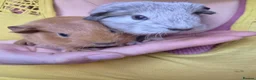 Guinea Pig rodents for sale: Bond pair boys looking for forever home  - Advert 5