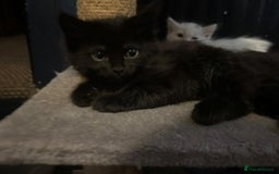 Mixed Breed cats for sale: 4 lovely kittens ready for collection ASAP - Image 8