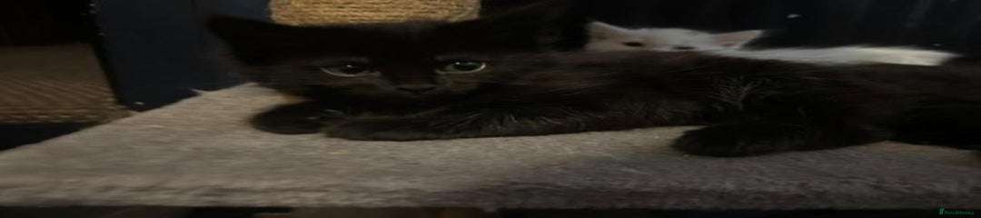 Black female kitten