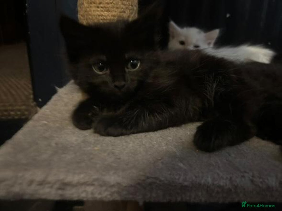 Mixed Breed cats for sale: 4 lovely kittens ready for collection ASAP - Image 8