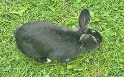Dutch rabbits for sale: Male Lionhead rabbit and Male European rabbit  - Image 3