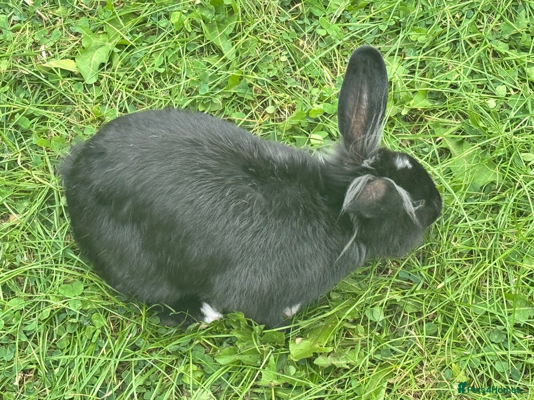 Dutch rabbits for sale: Male Lionhead rabbit and Male European rabbit  - Image 3