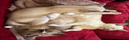 Tonkinese cats for sale: Exquisite Tonkdolls  - Advert 5