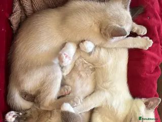 Tonkinese cats Exquisite Tonkdolls - Advert 7