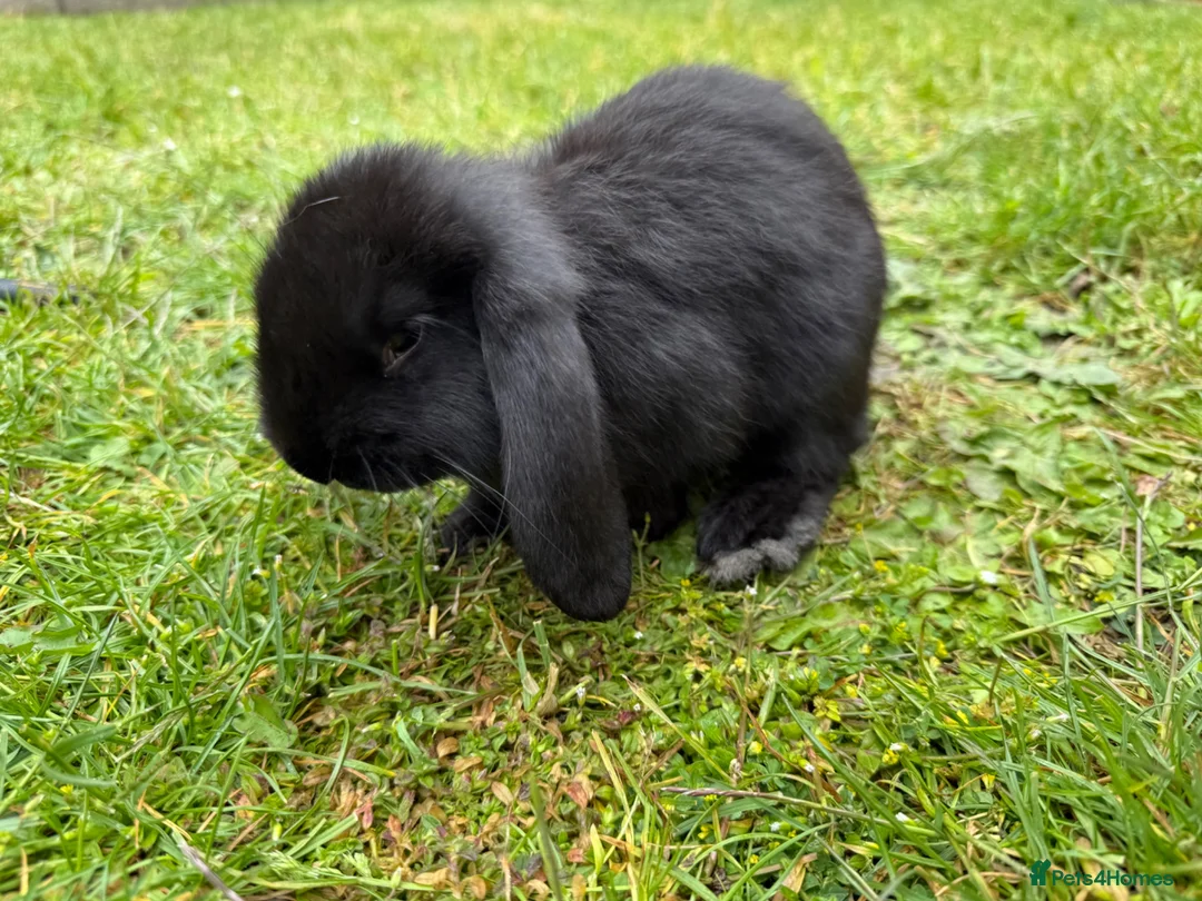 French Lop rabbits for sale: Baby bunnies - Advert 1