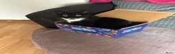 Mixed Breed cats for sale: Tuxedo cat - Advert 2