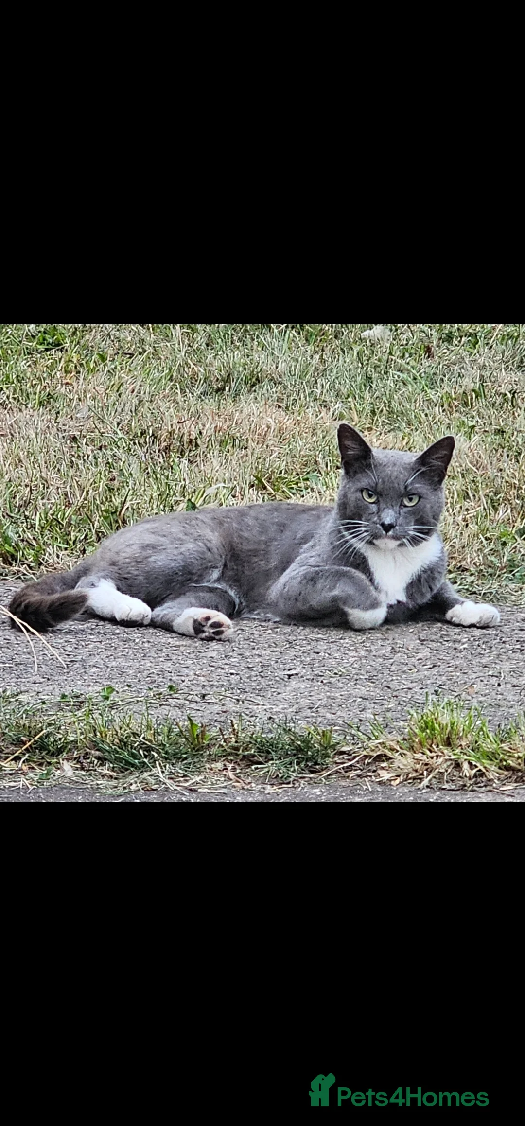 Mixed Breed cats for sale: Grey gorgeous kittens  - Advert 4