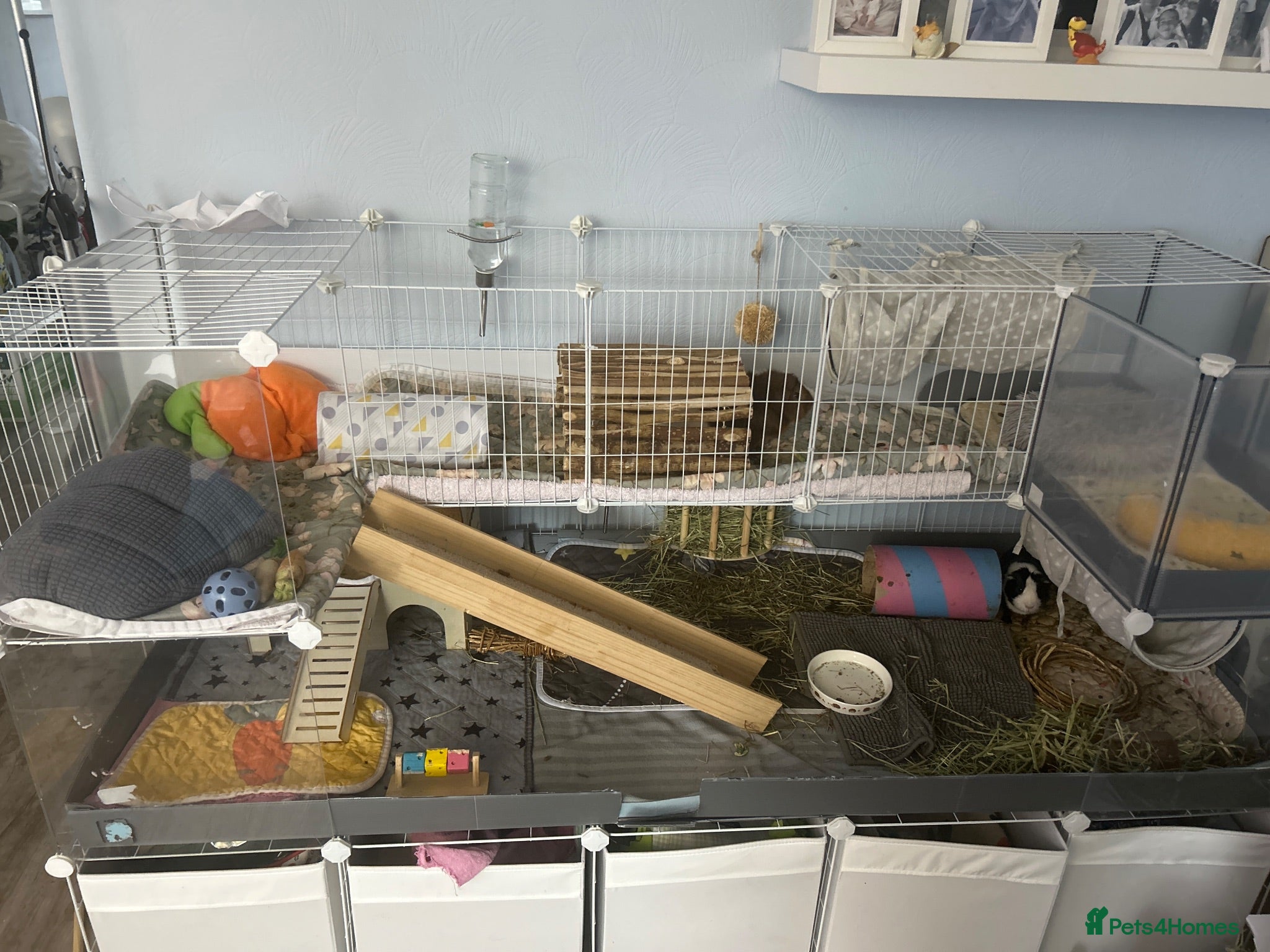 Guinea Pig rodents Beautiful Male bonded pair need a forever home. - Advert 2