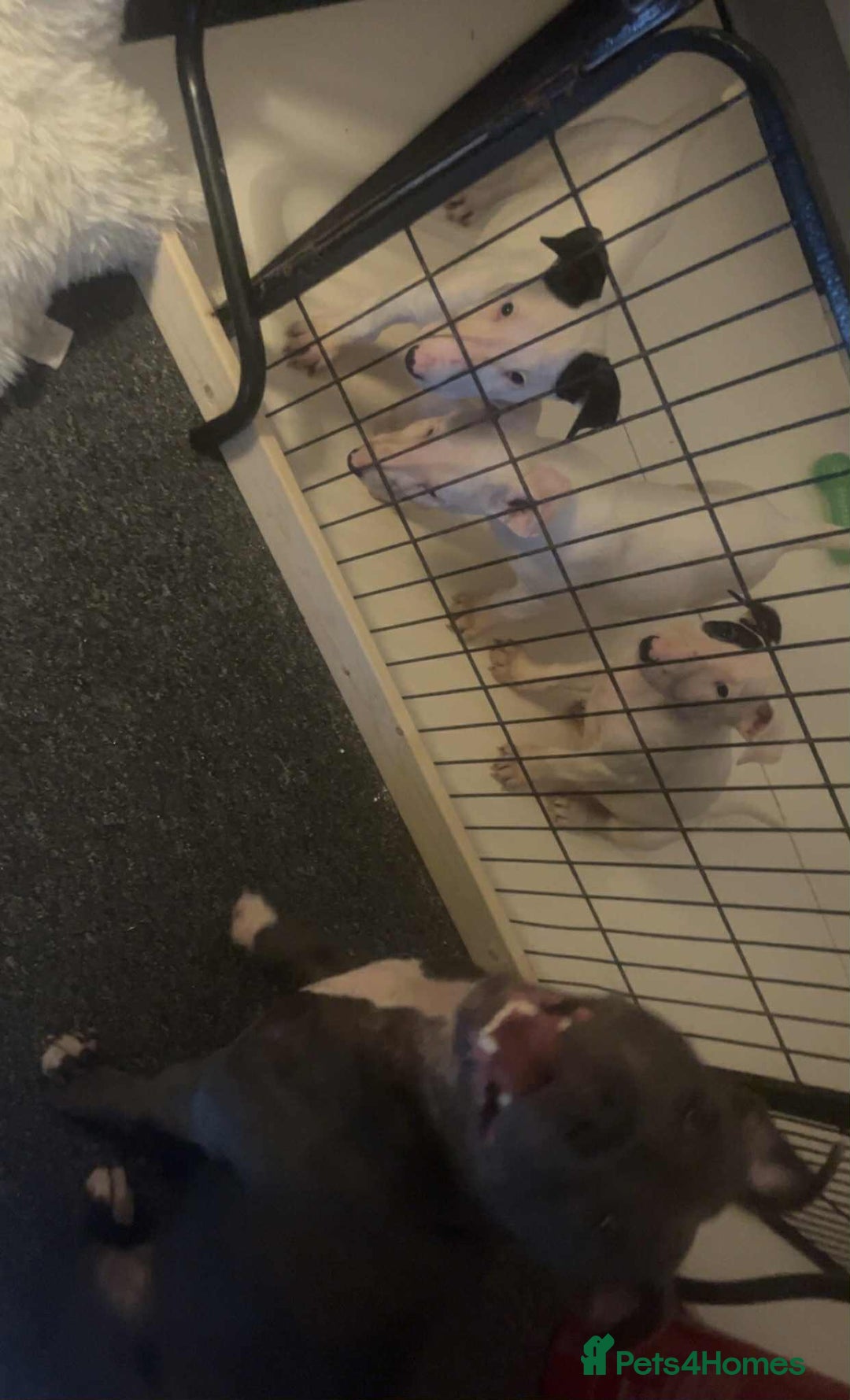 English Bull Terrier dogs for sale: The last 2x EBT Babies... - Image 5