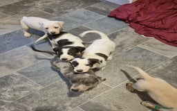 Lurcher dogs for sale: 5 lurcher pups looking for forever homes - Image 6